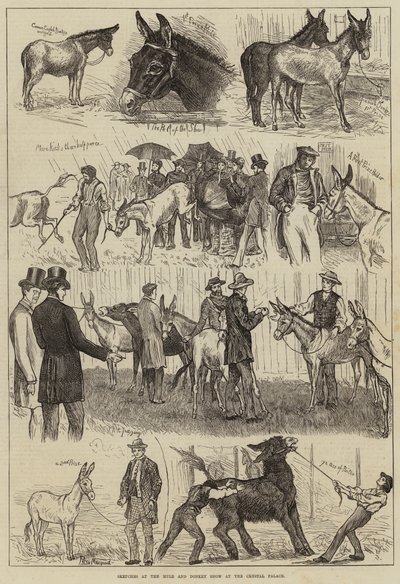 Sketches at the Mule and Donkey Show at the Crystal Palace by Percy Macquoid